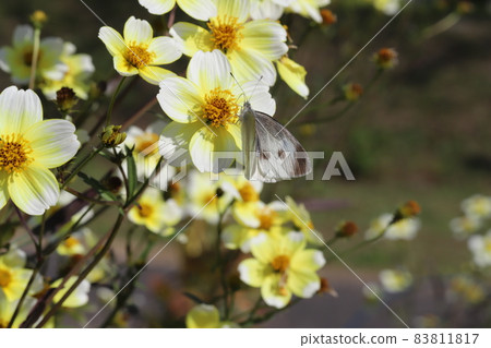 Cabbage white butterfly sucking the nectar of the yellow flowers of winter cosmos blooming in the autumn garden 83811817