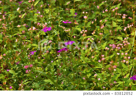 Asamafuuro flower 83812052