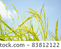 yellow green rice field on blue sky background 83812122