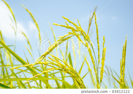 yellow green rice field on blue sky background 83812122