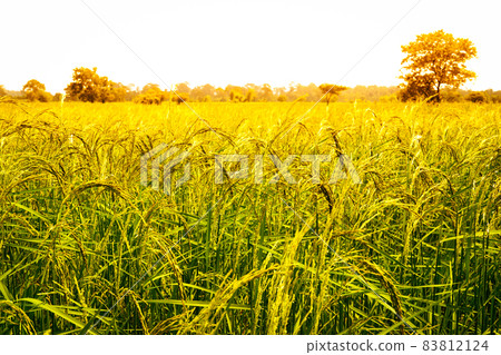 yellow green rice field on blue sky background 83812124