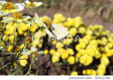 Cabbage white butterfly sucking the nectar of winter cosmos blooming in the autumn garden Cabbage white butterfly sucking the nectar of winter cosmos blooming in the autumn garden 83812366