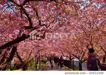 河津櫻花盛開 河津櫻花盛開 83812399