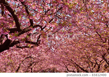 河津櫻花盛開 83812400