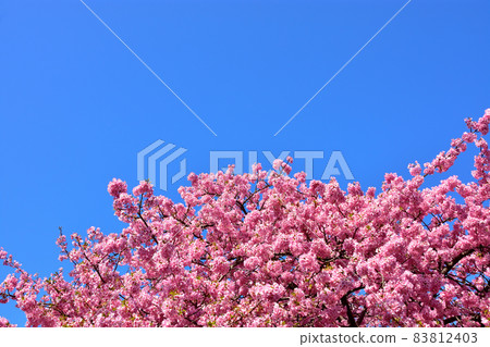 河津櫻花盛開 河津櫻花盛開 83812403