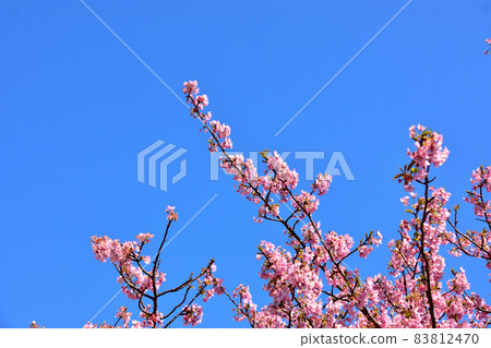 河津櫻花盛開 河津櫻花盛開 83812470
