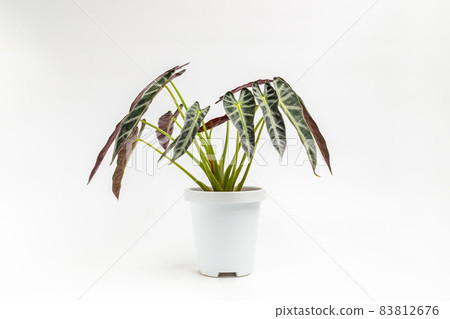 Alocasia sanderiana Bull, Fishbone pattern leaf, plant in white pot isolated on white background, houseplants, plant air-purifying. 83812676