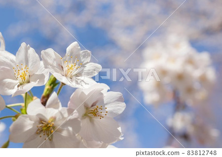 背景盛開的櫻花 83812748