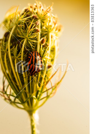 Red and black Striped bug or Italian striped bug, Minstrel bug - Graphosoma lineatum 83813363