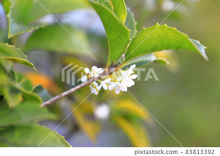 Small flowers of Hiiragi Mokusei 83813392