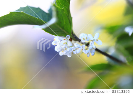 Small flowers of Hiiragi Mokusei 83813395