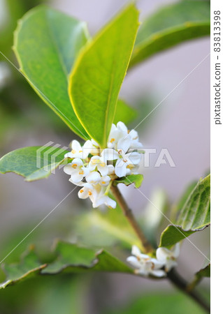 Small flowers of Hiiragi Mokusei Small flowers of Hiiragi Mokusei 83813398