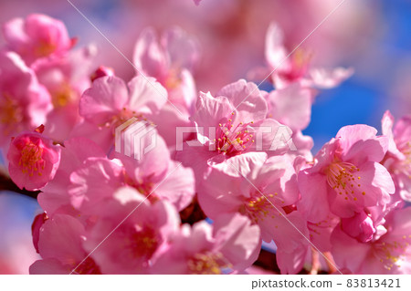 河津櫻花盛開 河津櫻花盛開 83813421