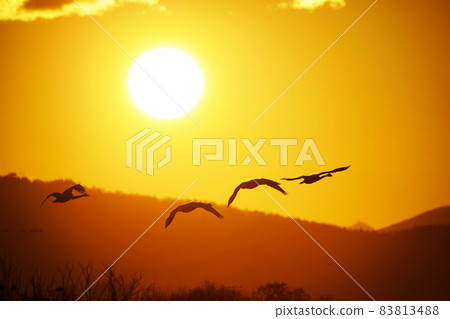 Silhouette of the sunset sky 83813488