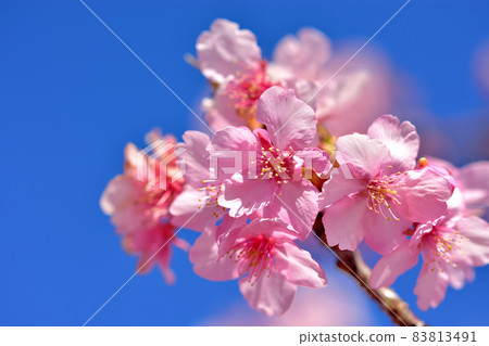 Kawazu cherry blossoms in full bloom Kawazu cherry blossoms in full bloom 83813491