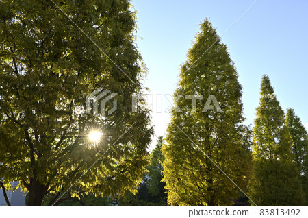 A row of Metasequoia trees (Noritake Garden) A row of Metasequoia trees (Noritake Garden) 83813492
