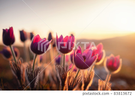 wild crocus flavus flower growing at sunset outdoors 83813672