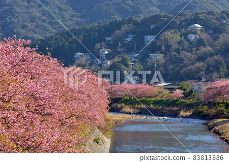 河津櫻花盛開 河津櫻花盛開 83813886