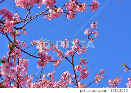 河津櫻花盛開 河津櫻花盛開 83813953