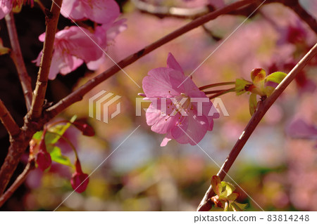 河津櫻花盛開 河津櫻花盛開 83814248