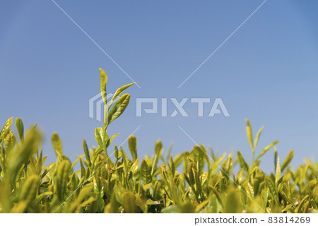 新茶 83814269