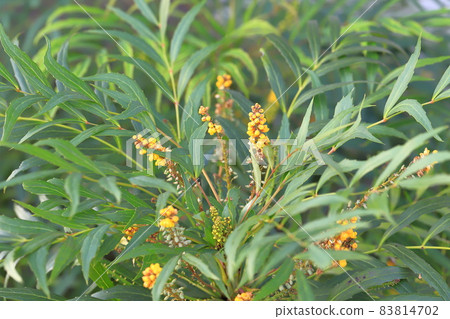 帶花的細葉檜南天 帶花的細葉檜南天 83814702