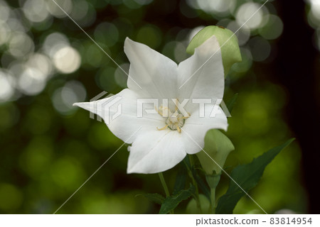 White bellflower White bellflower 83814954