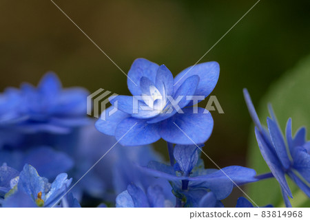 藍色繡球花 藍色繡球花 83814968