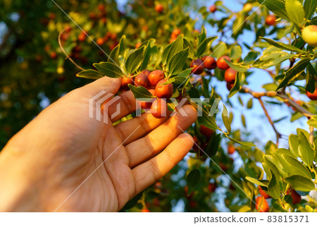 Ziziphus jujuba, commonly called jujube, red date, Chinese date. Hanging on a branch, harvest Ziziphus jujuba, commonly called jujube, red date, Chinese date. Hanging on a branch, harvest 83815371