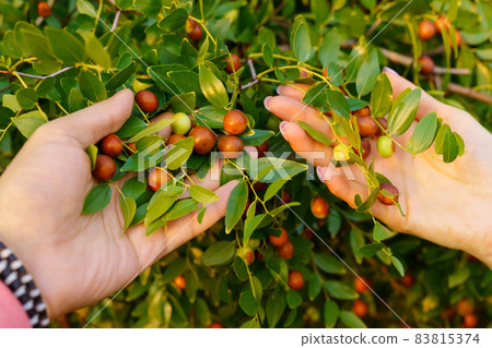 Ziziphus jujuba, commonly called jujube, red date. Plant, Organic Garden Ziziphus jujuba, commonly called jujube, red date. Plant, Organic Garden 83815374