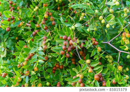 Fruits of ziziphus juba on the branches of trees in the garden close-up, ripe fruits of Chinese dates. Selective focus Fruits of ziziphus juba on the branches of trees in the garden close-up, ripe fruits of Chinese dates. Selective focus 83815379