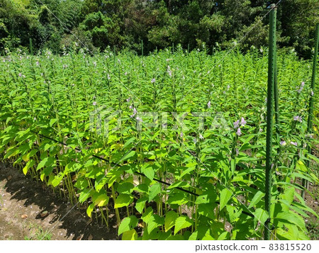已開始生長的芝麻田風景 芝麻樹 芝麻花 芝麻果 已開始生長的芝麻田風景 芝麻樹 芝麻花 芝麻果 83815520