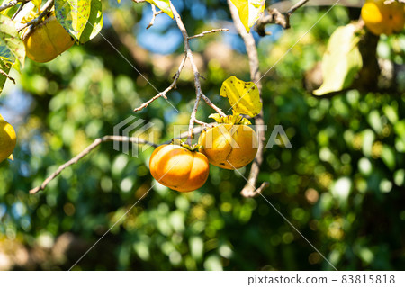 Persimmon tree 83815818