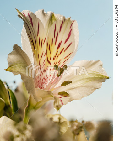 Alstroemeria flower close-up on a light background. 83816204