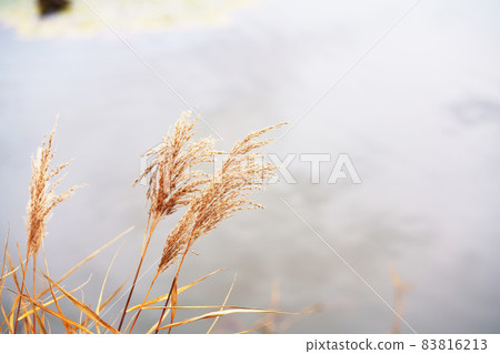 聽雪消息時的“耀西” 聽雪消息時的“耀西” 83816213