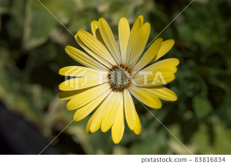 Osteospermum yellow 83816834