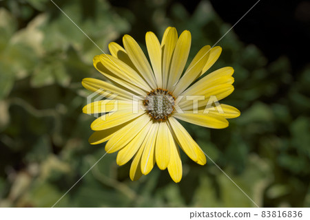 Osteospermum yellow 83816836