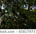 樹葉在陽光下閃閃發光 83817973