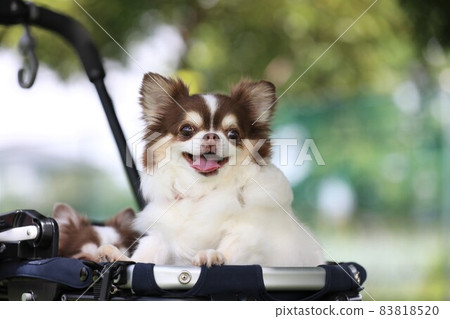 胖乎乎的吉娃娃在推車上笑得很開心 83818520
