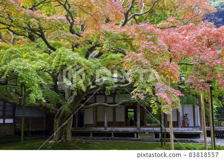 Raizan Senryoji Temple with beautiful autumn colors (Itoshima City, Fukuoka Prefecture) 83818557