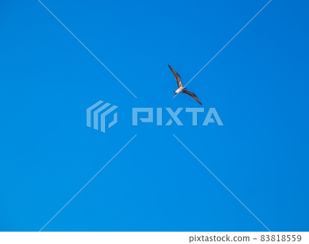 The sky of Yokosuka 83818559