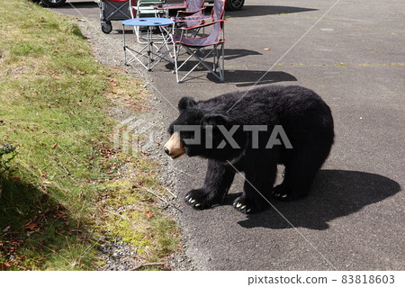 Felt bear in the parking lot of a mountain house 83818603