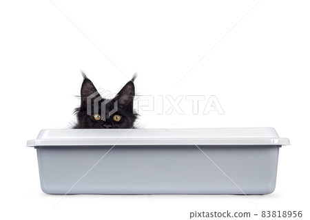 Black cat on white background 83818956