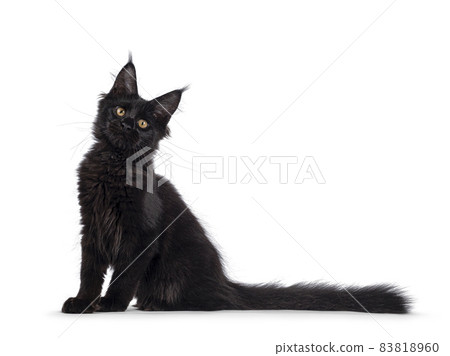 Black cat on white background 83818960
