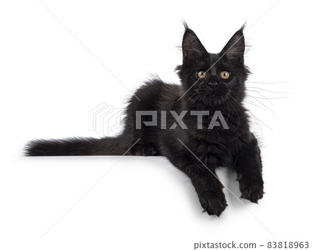 Black cat on white background 83818963