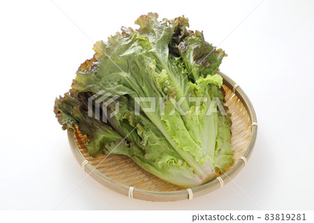 sunny lettuce sunny lettuce 83819281