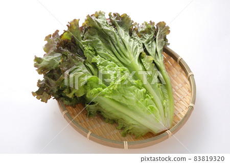 sunny lettuce sunny lettuce 83819320