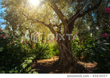 Olive trees in Gethsemane garden, Jerusalem Olive trees in Gethsemane garden, Jerusalem 83819357