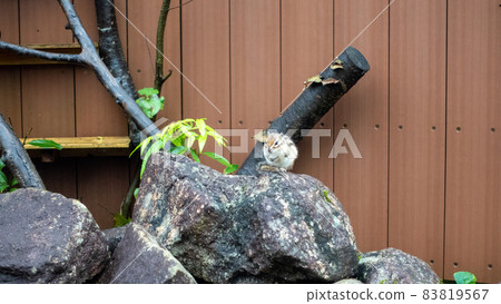 Squirrels living in the park 83819567