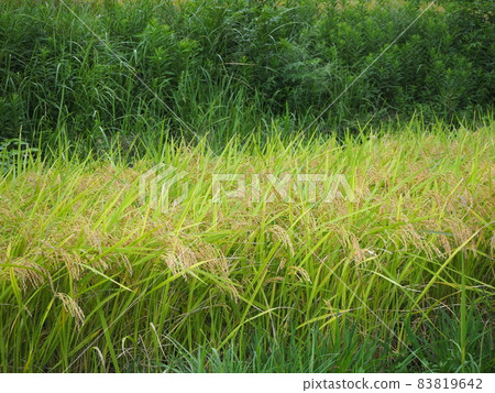Ears of rice that grow on the ground Ears of rice that grow on the ground 83819642